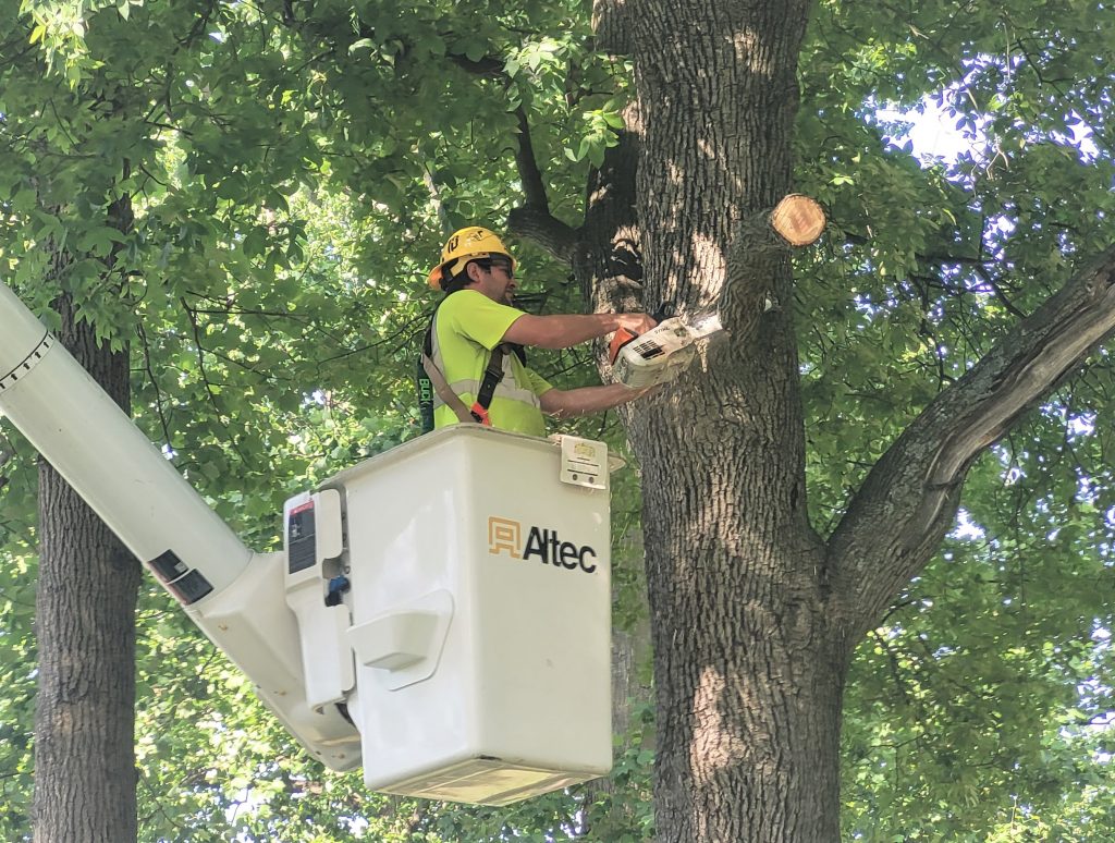 Tree Maintenance Vineland, NJ